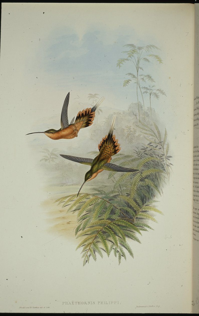 De Fillipi remete (Phaethornis Philippi) (kézzel színezett litó) alkotó: John (after) Gould