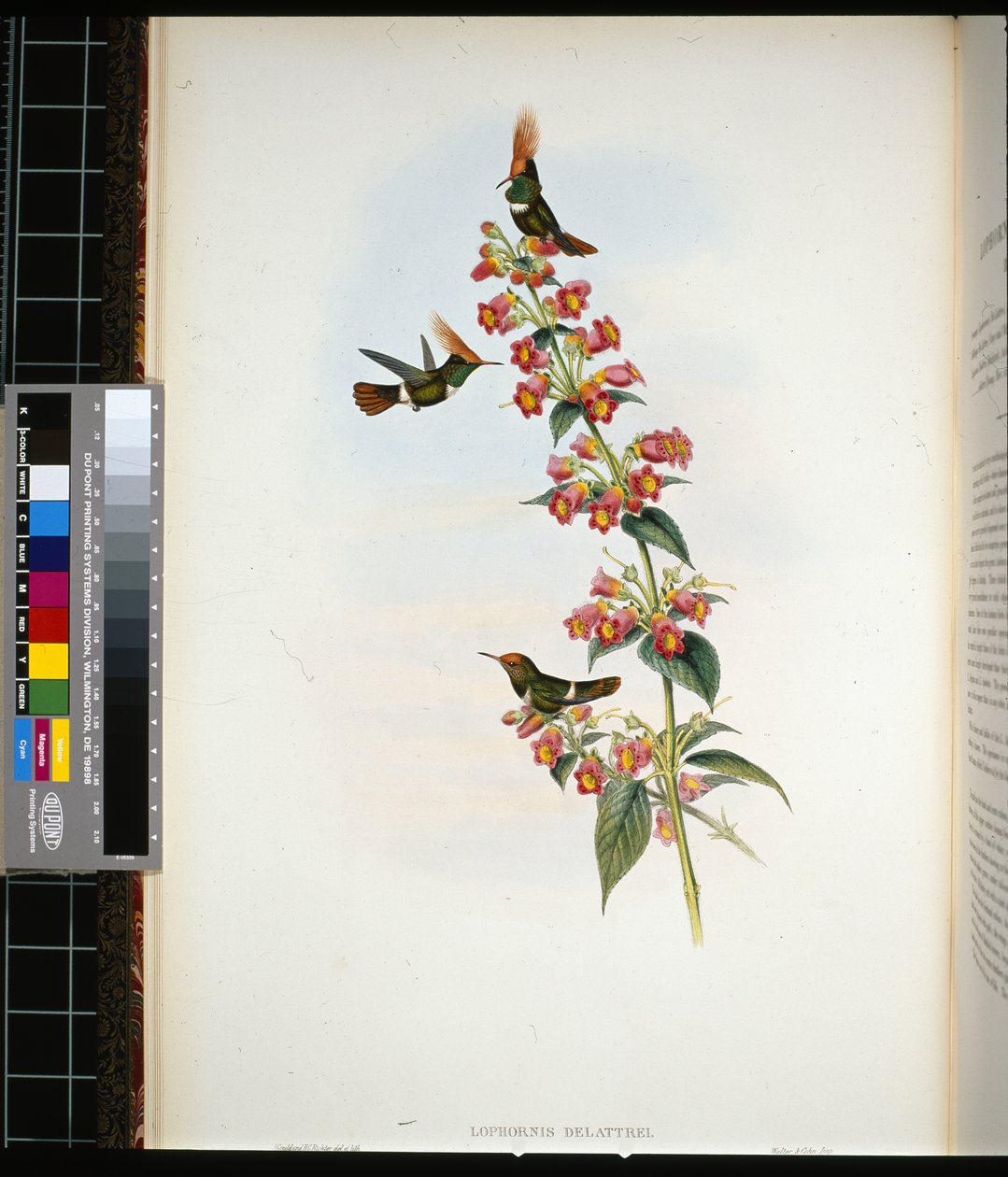 De Lattre Coquette (lophornis Delattrei) (kézzel színezett litho) alkotó: John (after) Gould