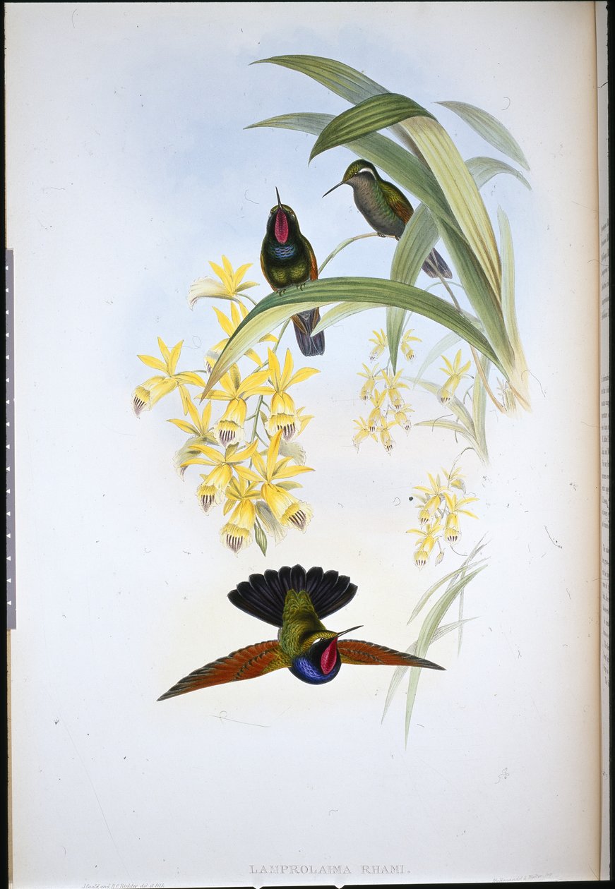 Dr. Rahmass Grant (Lamberlama méh) (Handselard Leith) alkotó: John (after) Gould