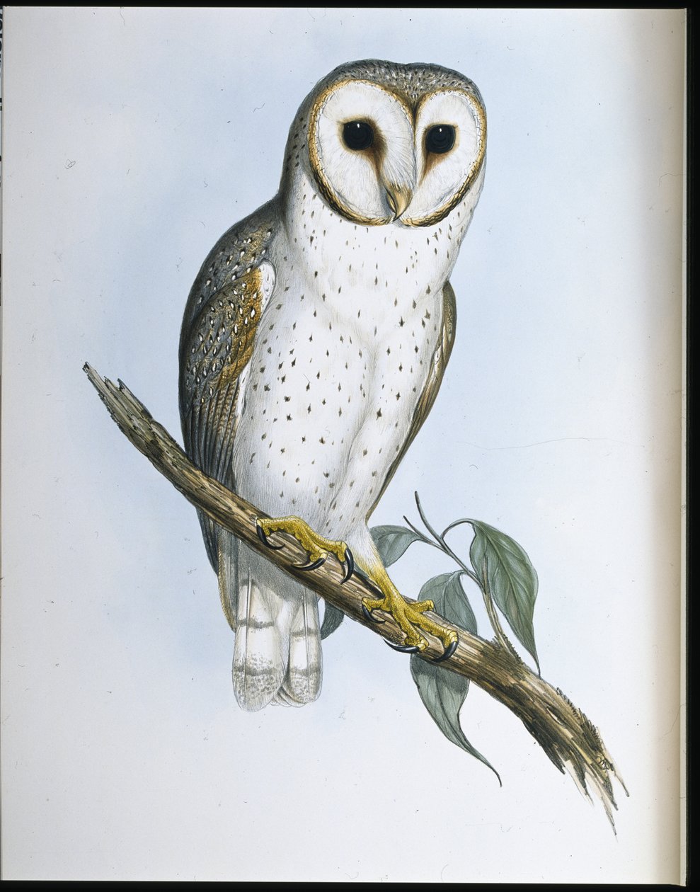 Finom bagoly (Strix Delicatulis) (kézzel színezett litho) alkotó: John (after) Gould