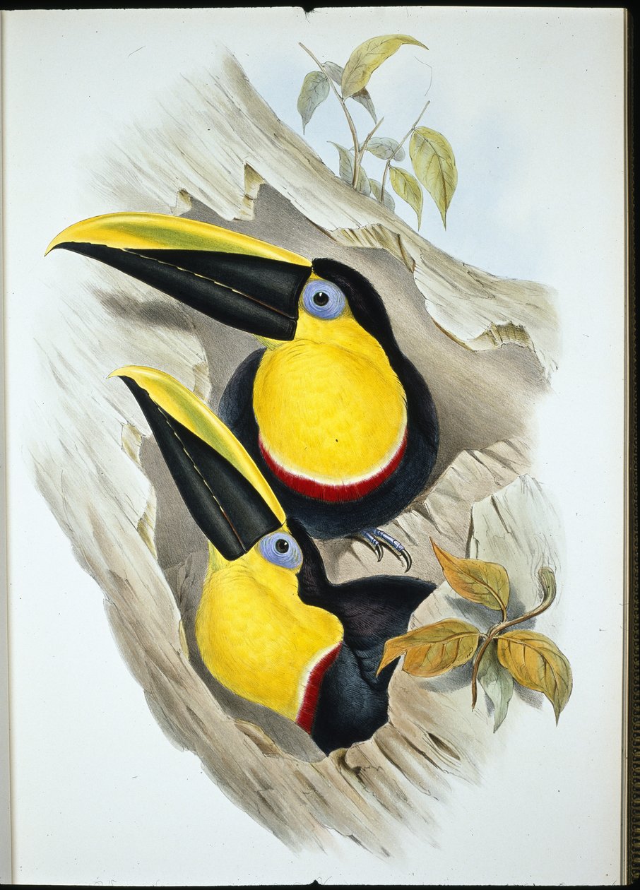 Kétségbeesett tukán (Ramphastos Ambiguus) (kézzel színezett litográfia) alkotó: John (after) Gould