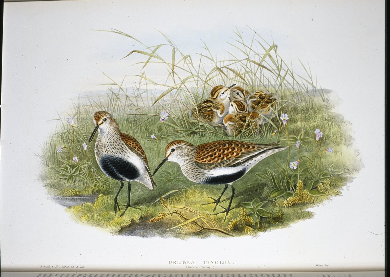 Dunlin (Pelidna Cinclus) (kézzel színezett litó) alkotó: John (after) Gould