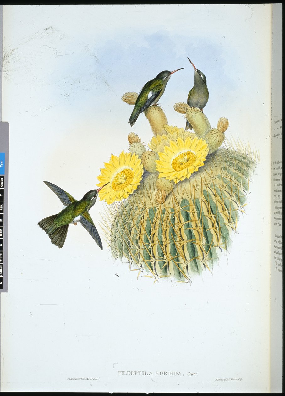 Dusky Humming Bird (Phaeoptila Sordida) (kézzel színezett litho) alkotó: John (after) Gould