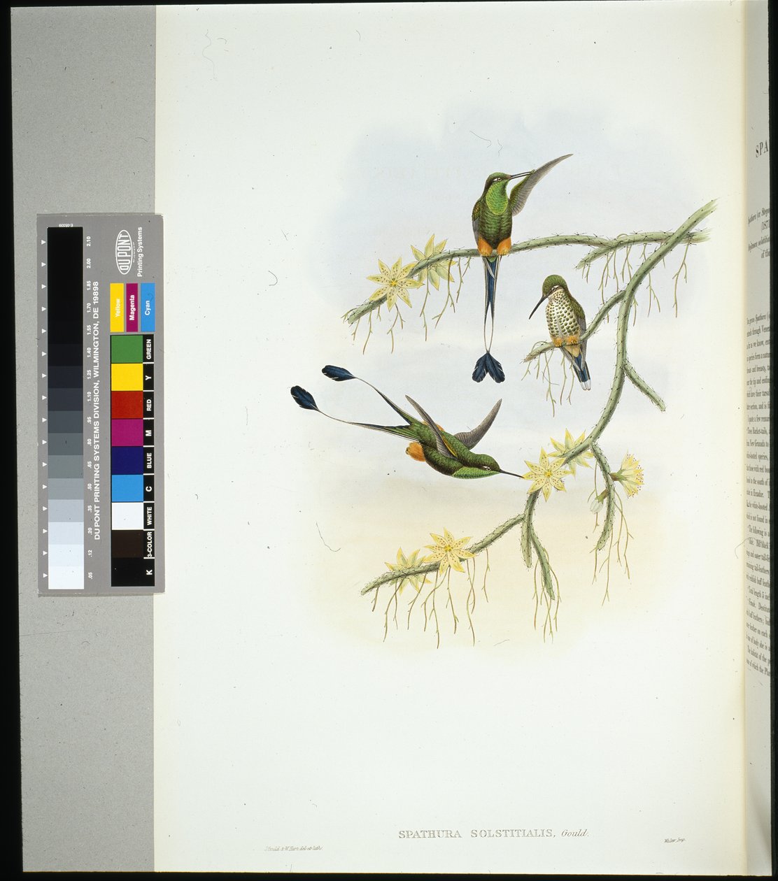 Ecuador ütőfarok (spathura solstitialis) (kézzel színezett litho) alkotó: John (after) Gould