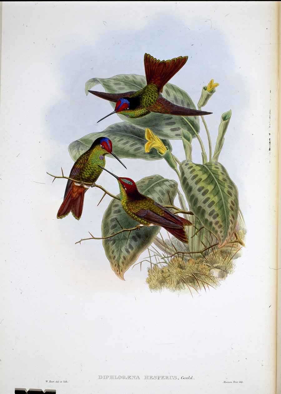 Ecuadori szivárvány (Diphagane Hesperus) (kézzel színezett litho) alkotó: John (after) Gould