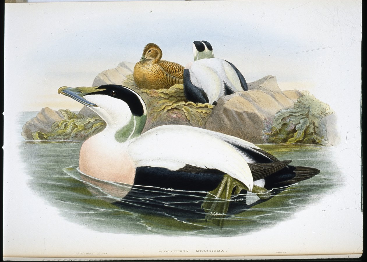 Eder kacsa (Somateria Mollissima) (kézzel színezett litho) alkotó: John (after) Gould