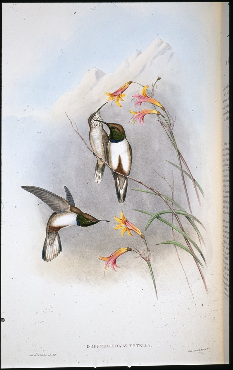 Estella hillstar kolibri (Oreo Trochilus Estella) (kézzel színezett litho) alkotó: John (after) Gould
