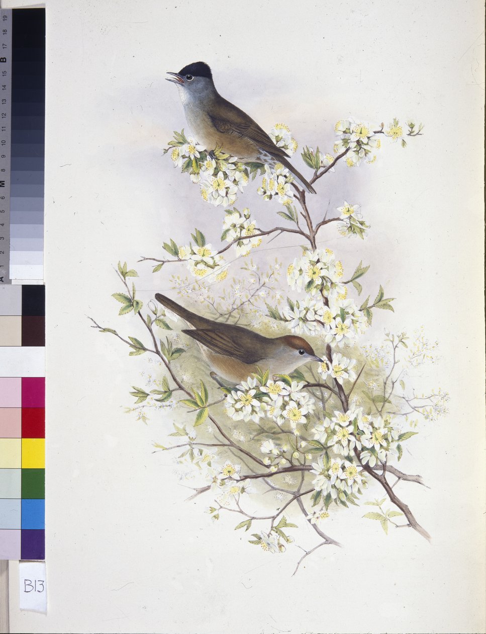 Eurázsiai fekete sapka (Sylvia atricapilla) (kézzel színezett litho) alkotó: John (after) Gould