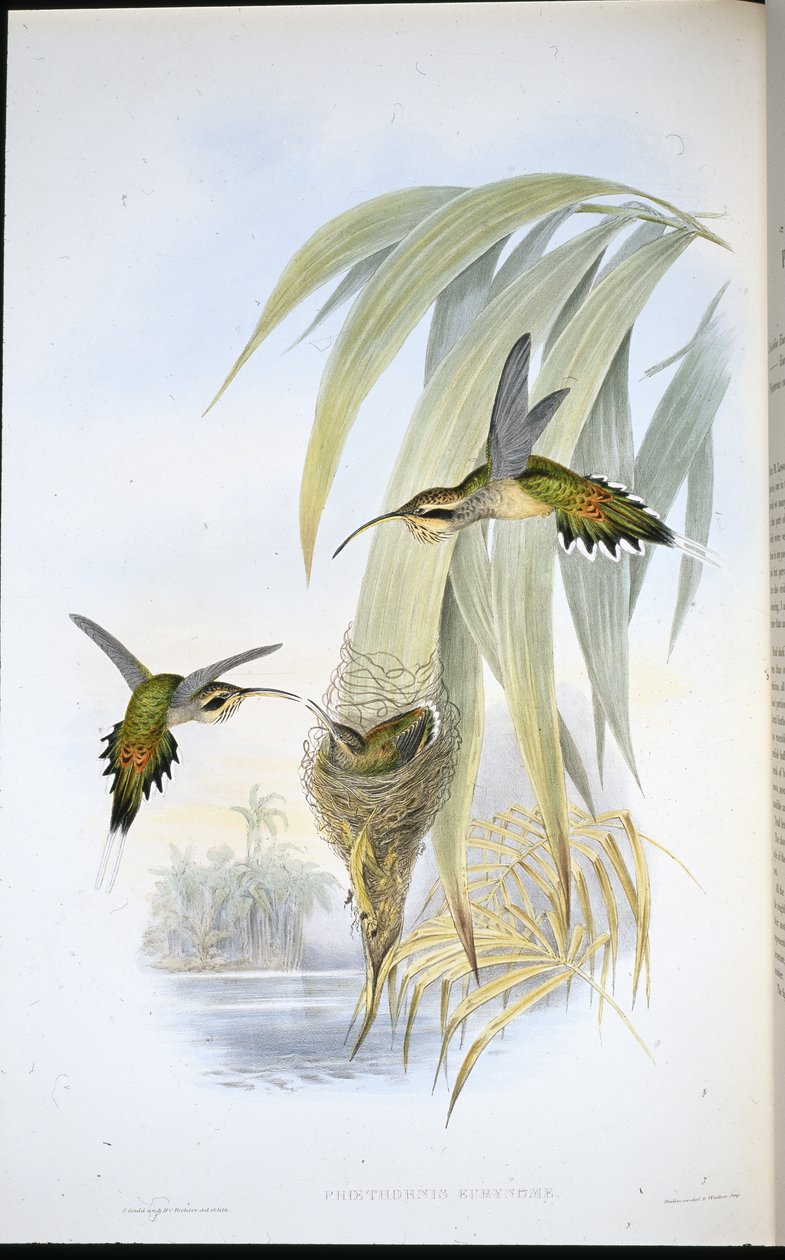 Eurynome Remete (Phaethornis Eurynome) (kézzel színezett litó) alkotó: John (after) Gould