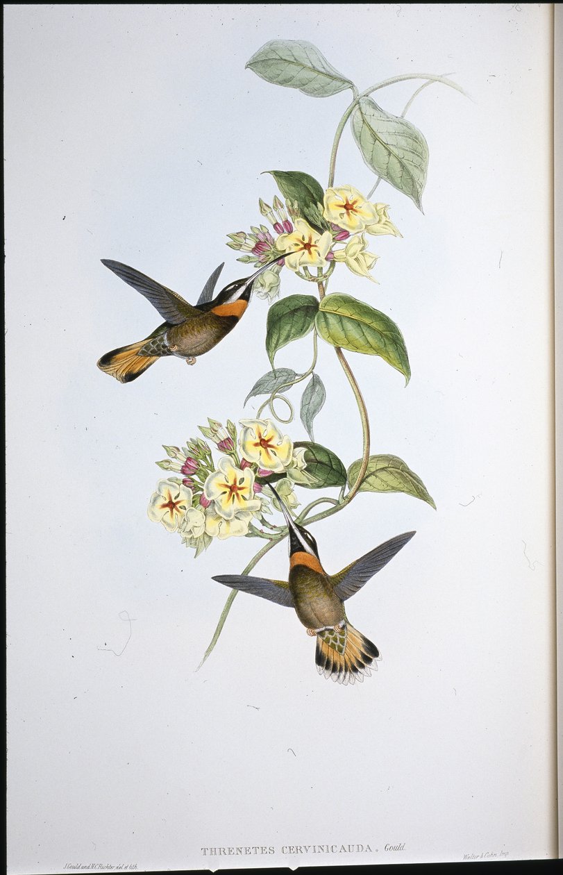 Sárgafarkú szögestorkú kolibri (Threnetes Cervinicauda) (kézzel színezett litho) alkotó: John (after) Gould