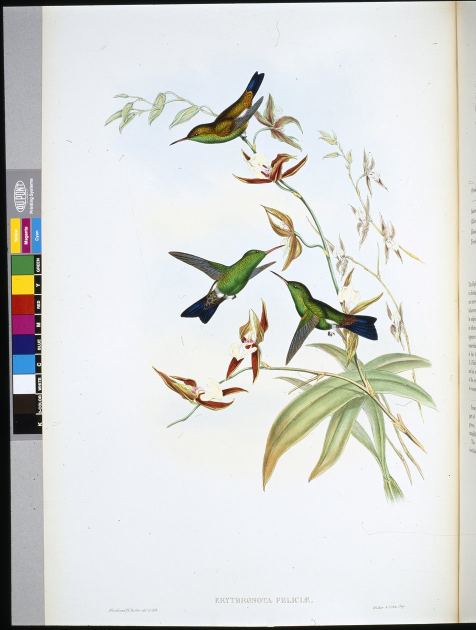 Felicia Erythronote (Erythronota Feliciae) (kézzel színezett litó) alkotó: John (after) Gould