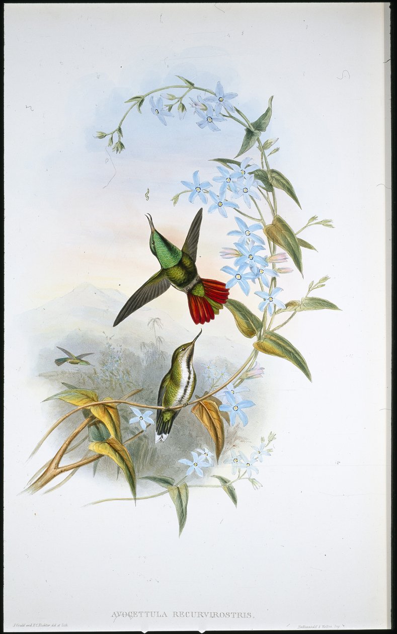 Tüzesfarkú avocet (Avocettula Recurvirostris) (kézzel színezett litho) alkotó: John (after) Gould
