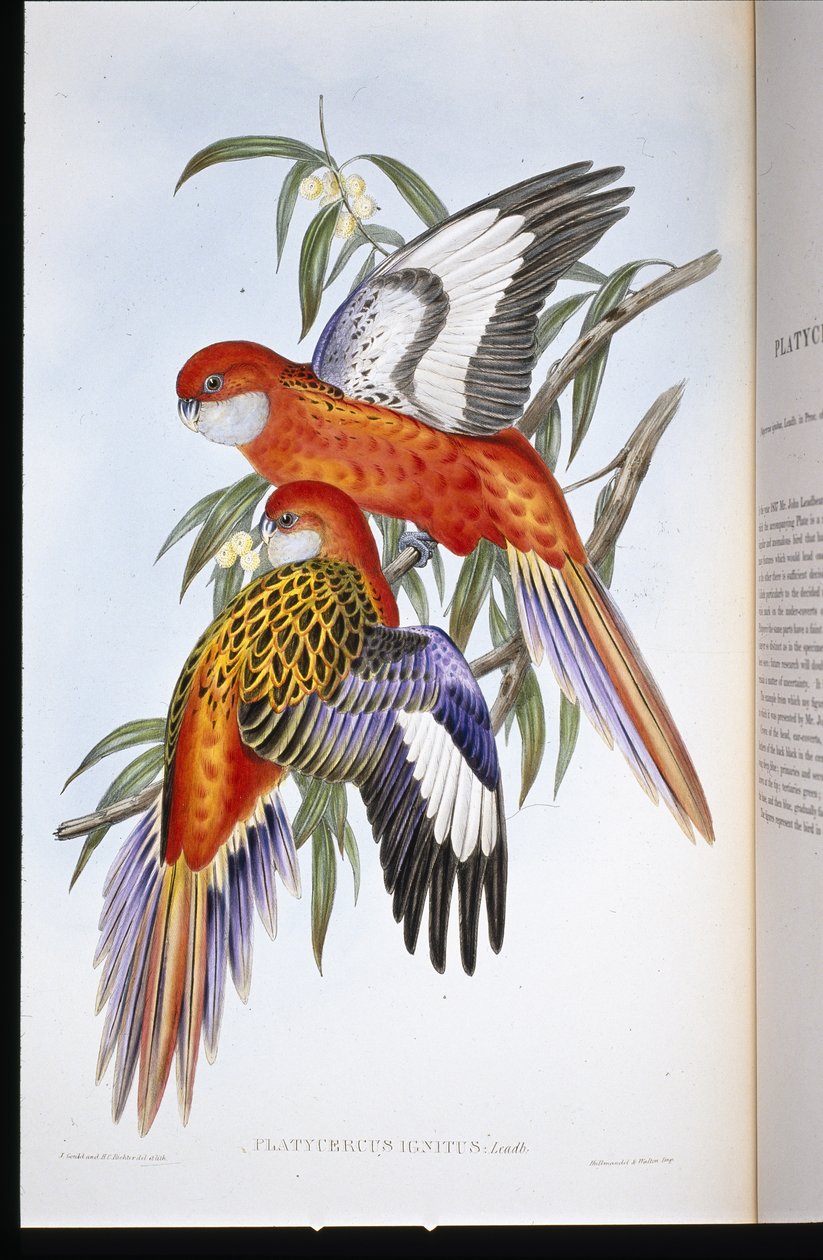 Tüzes papagáj (platycercus ignitus) (kézzel színezett litho) alkotó: John (after) Gould