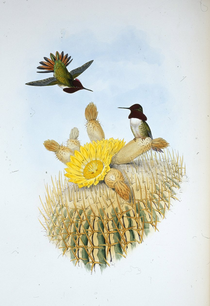 Floresi lánghordozója (Selasphorus floresii) (kézzel színezett litó) alkotó: John (after) Gould
