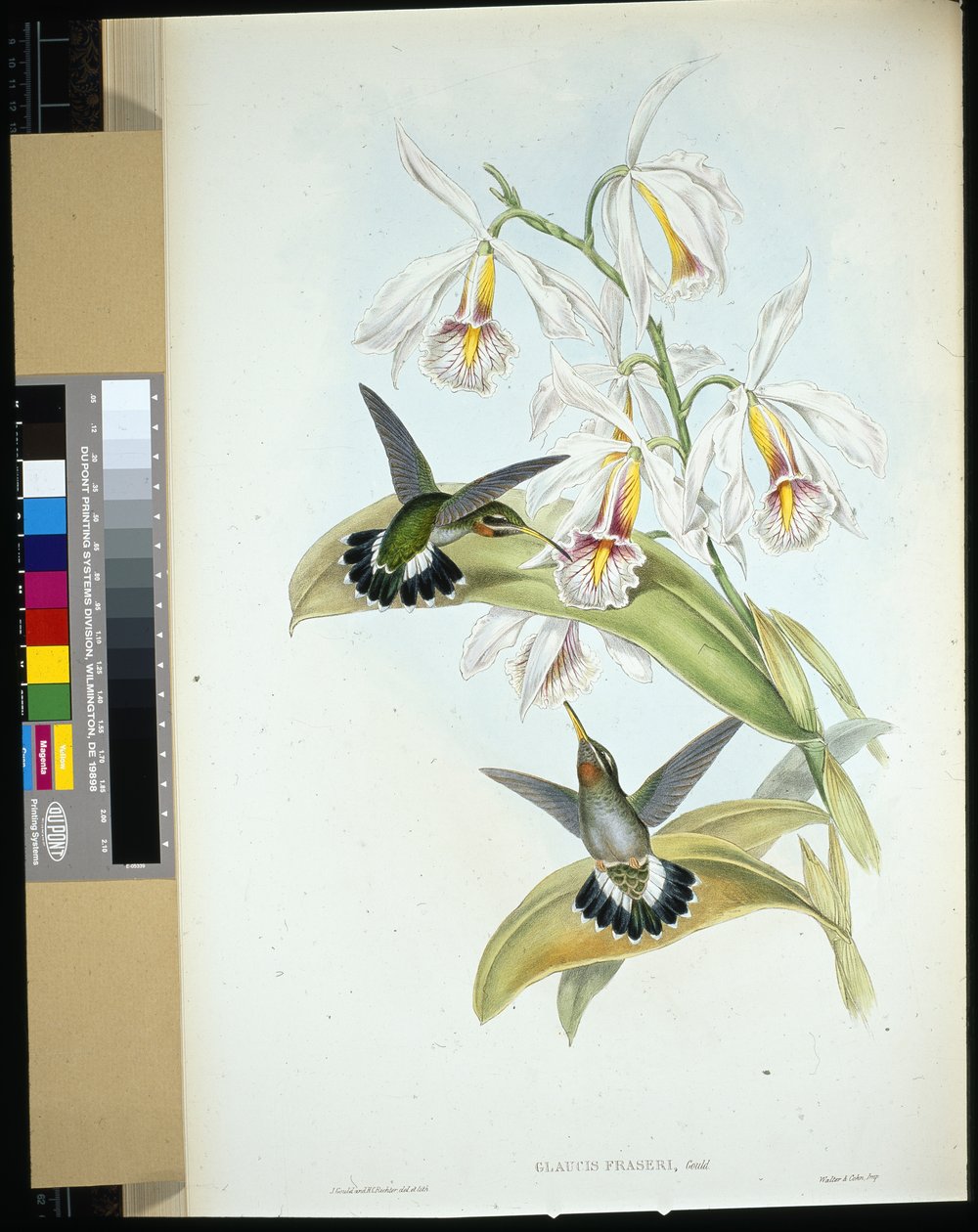 Fraser remetebarna (Glaucis Fraseri) (kézzel színezett litográfia) alkotó: John (after) Gould