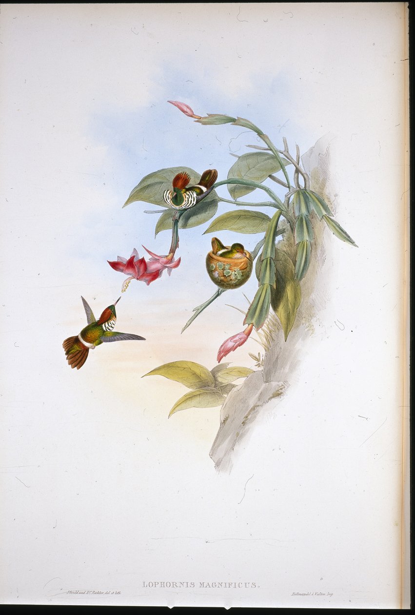 Fodros kacér (Lophornis Magnificus) alkotó: John (after) Gould