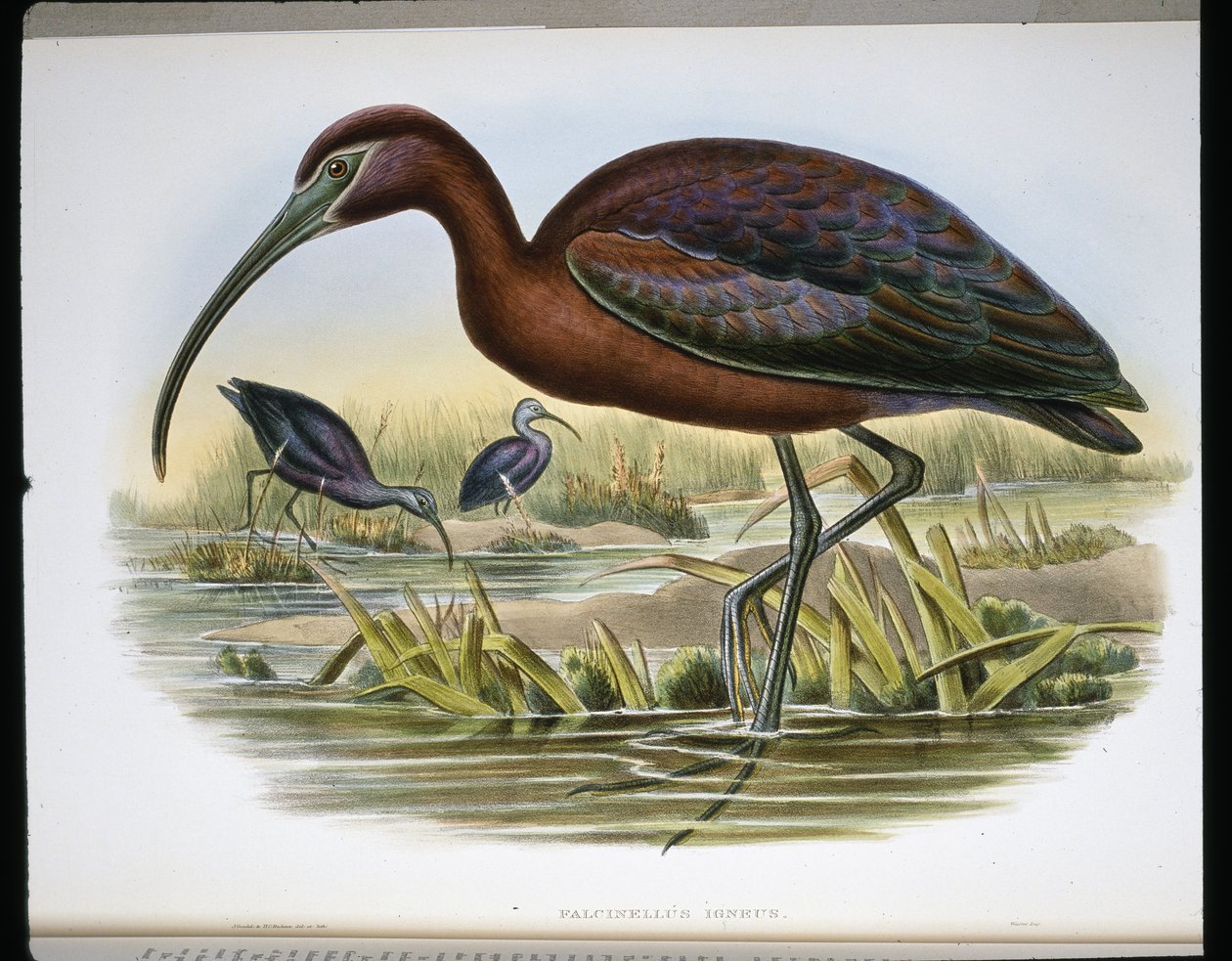Fényes bak (Falcinellus Igneus) (színes metszet) alkotó: John (after) Gould