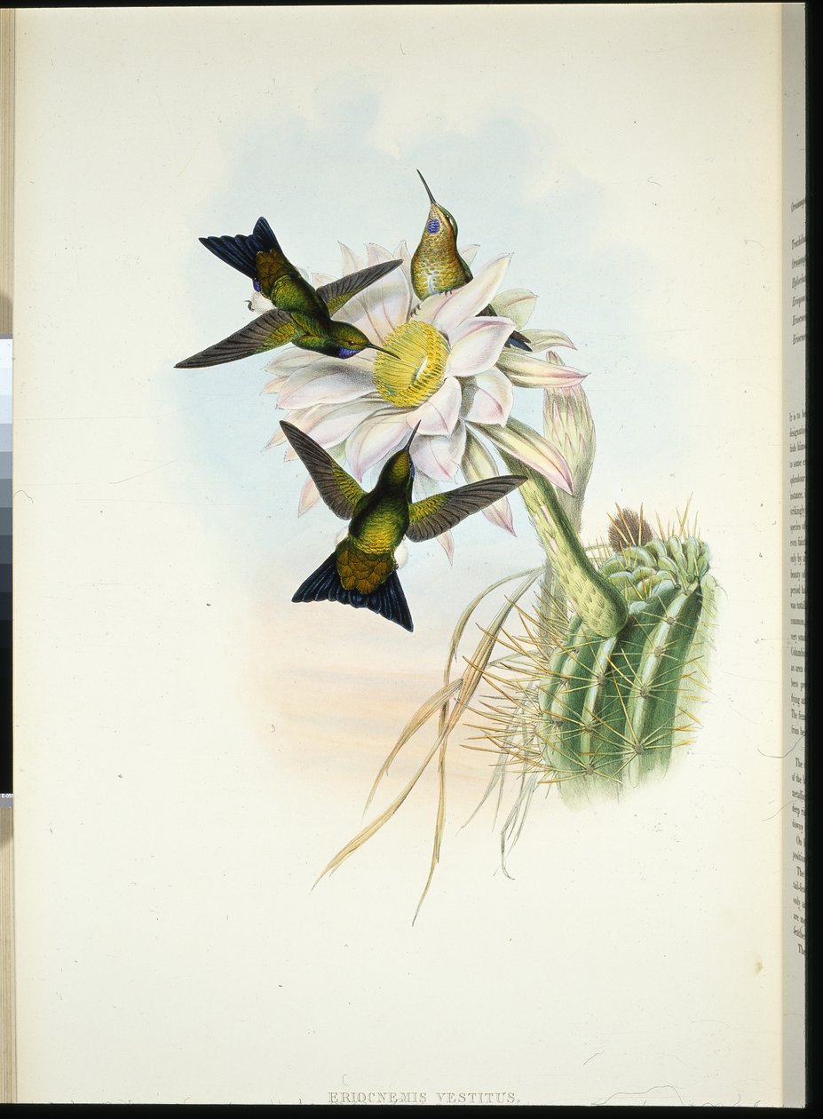 Ragyogó lábszár (Eriocnemis ruha) (kézzel színezett litho) alkotó: John (after) Gould