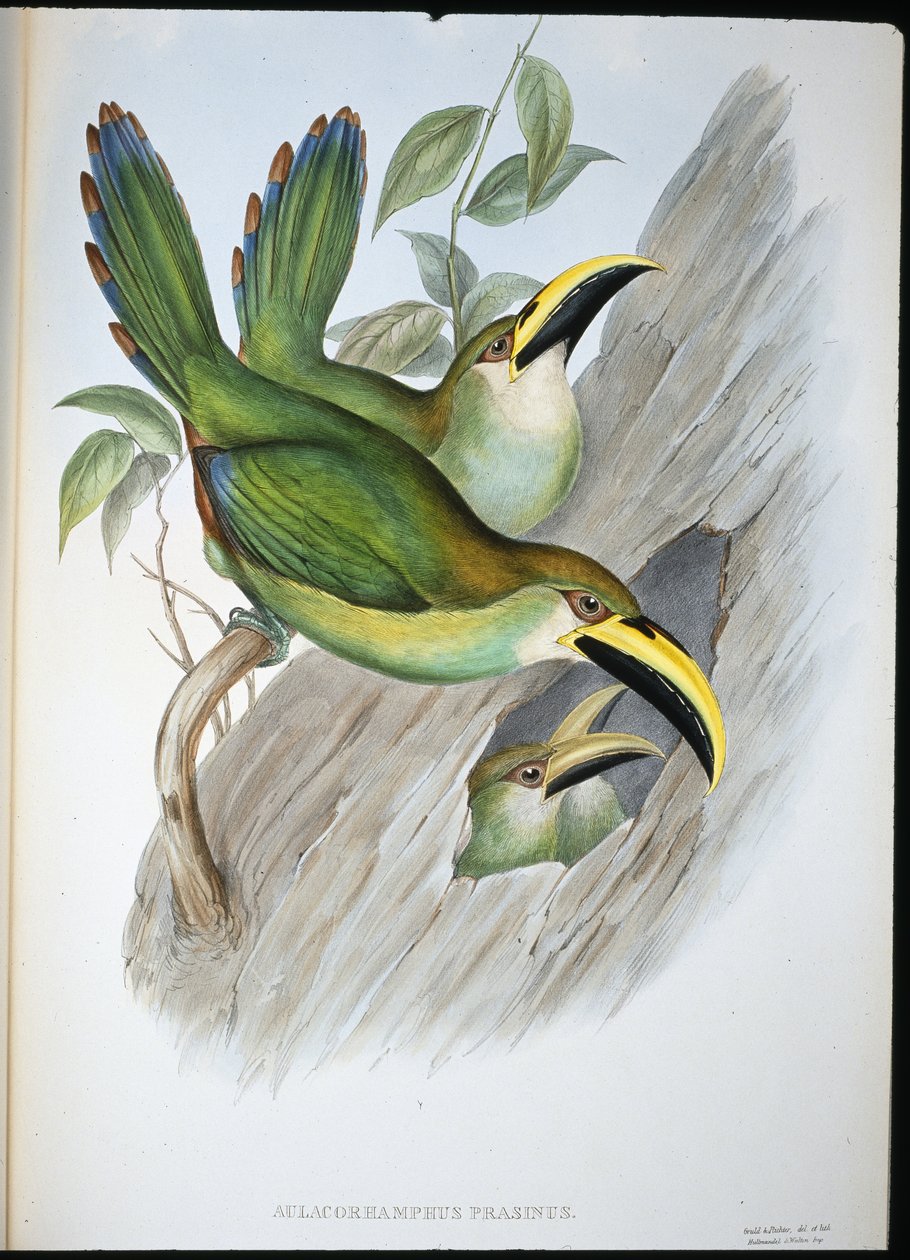 Aranyzöld barázdacsőrű tukán (Aulacoramphus Prasinus) (kézzel színezett litho) alkotó: John (after) Gould