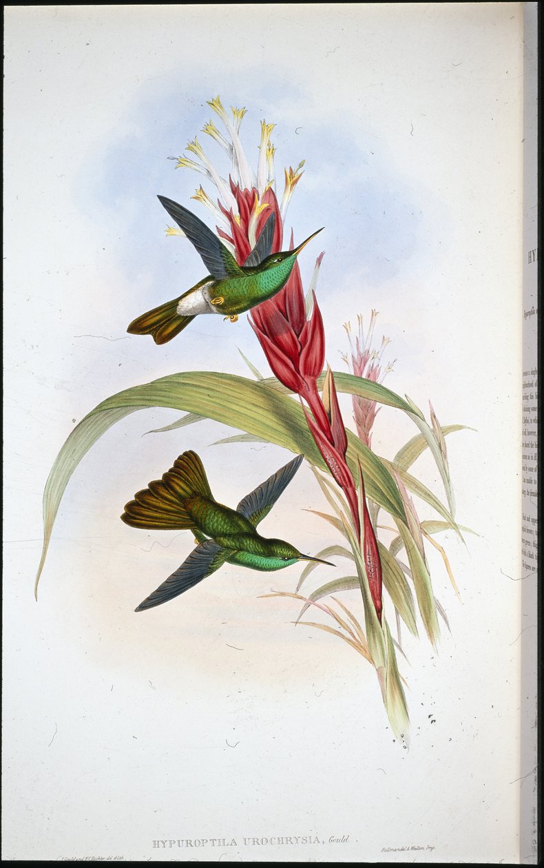 Aranyfarkú tollasvirág (Hypuroptila Urochrysia) (kézzel színezett litho) alkotó: John (after) Gould