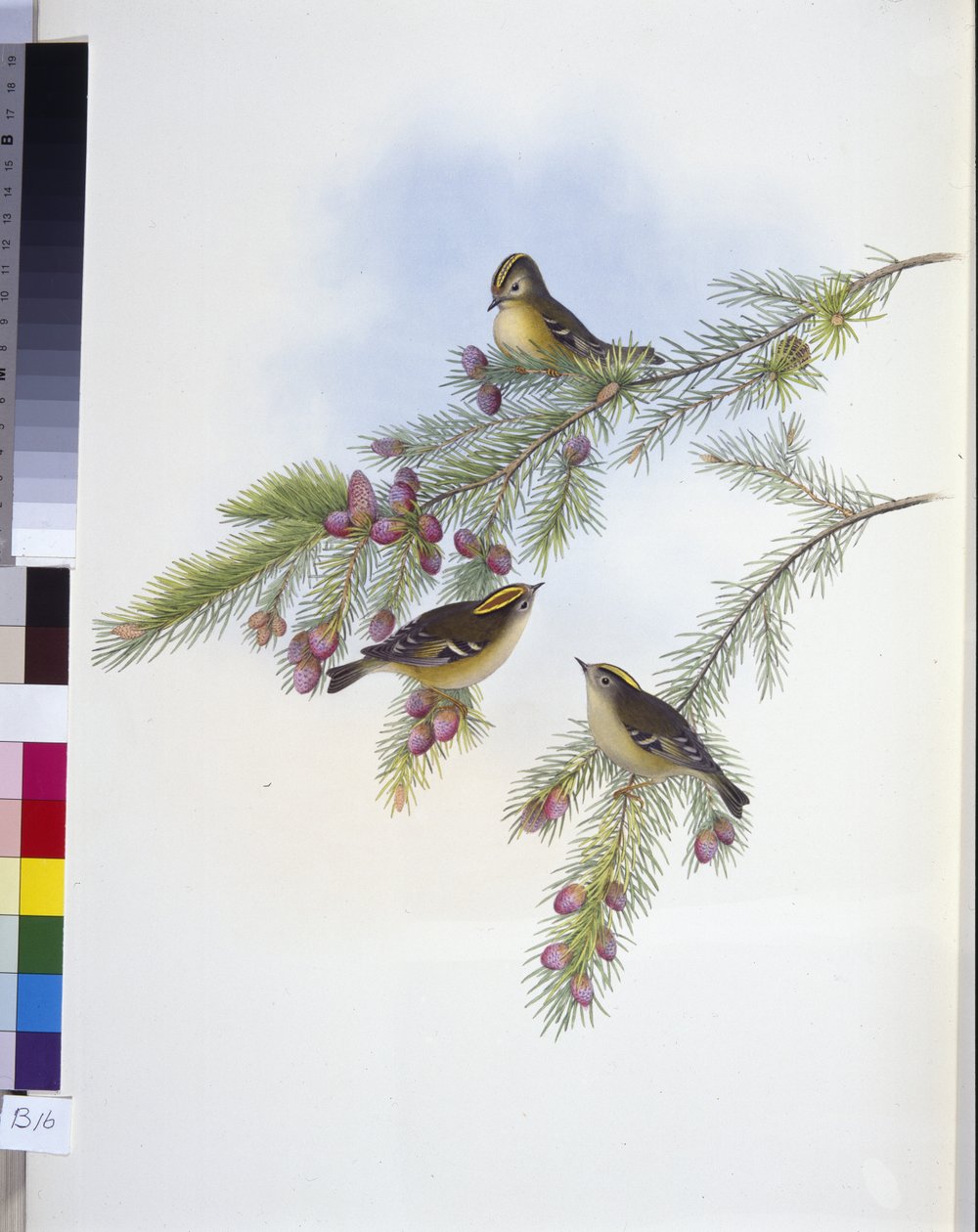 Arany tarajos ökör (Regulus Cristatutus) (kézzel színezett litho) alkotó: John (after) Gould