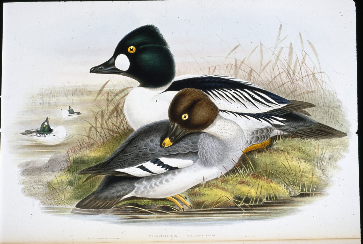 Aranyszem (Clangula Glaucion) (kézzel színezett litho) alkotó: John (after) Gould