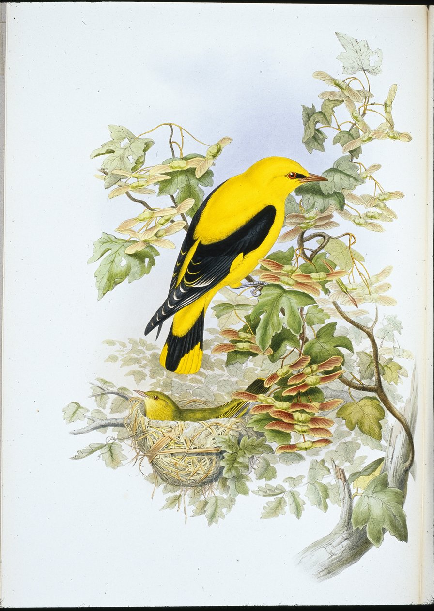Arany oriole (Oriolus Galbula) (kézzel színezett litó) alkotó: John (after) Gould