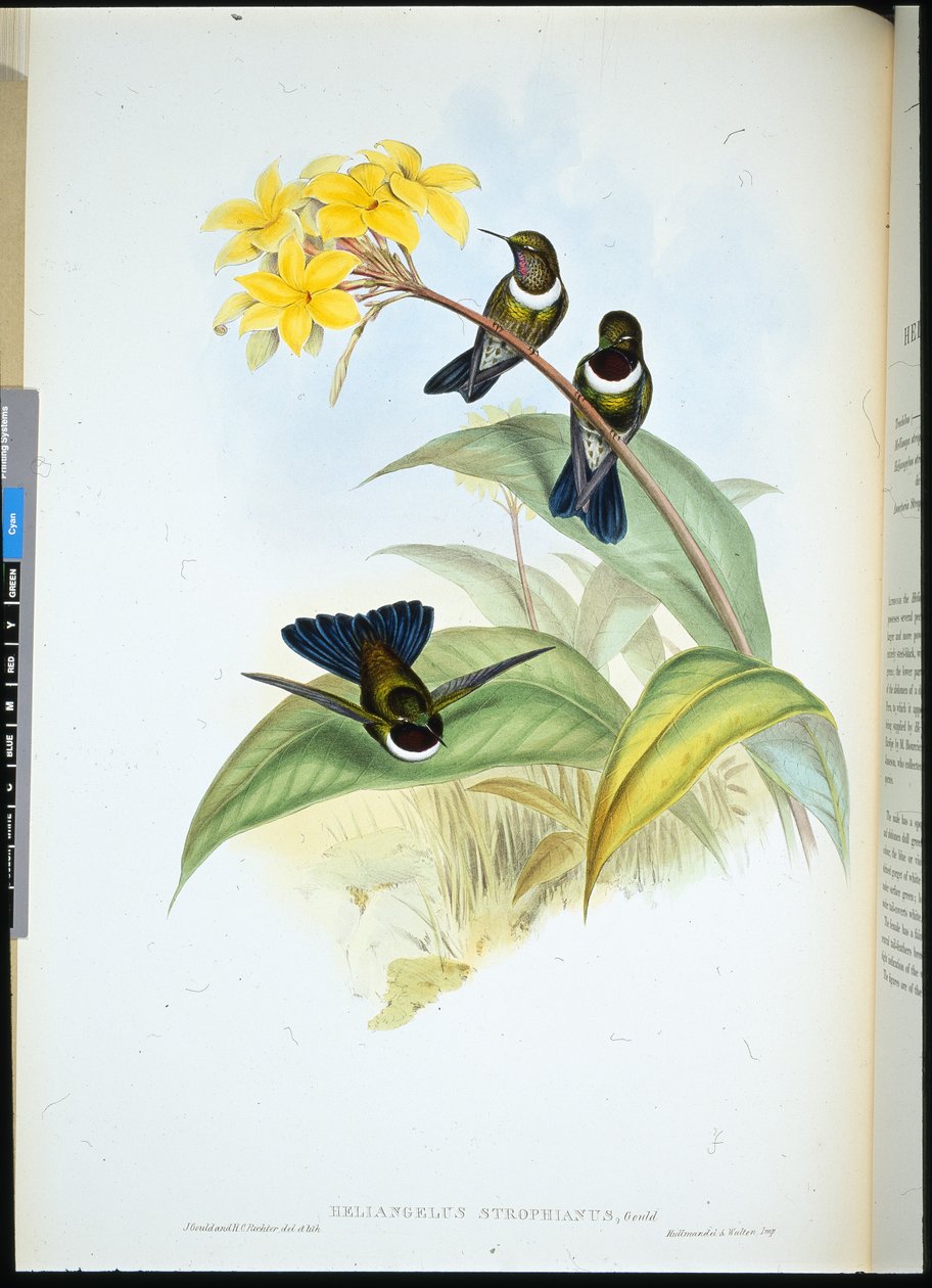 Torkos napangyal (Helangelus Strophianus) (kézzel színezett litho) alkotó: John (after) Gould