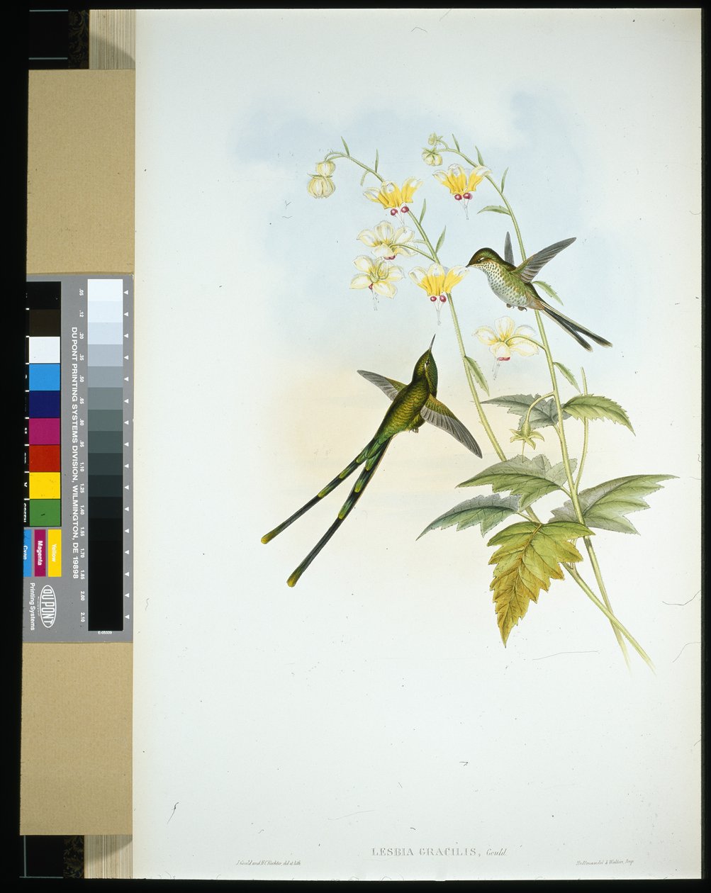 Graceful Train-bearer (lesbia gracilis) (kézzel színezett litho) alkotó: John (after) Gould