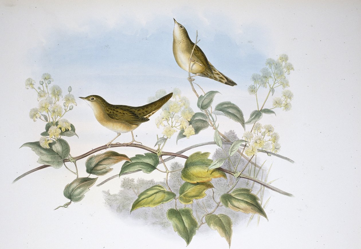 Szöcske poszcsa (Locustella Auicula) (kézzel színezett litho) alkotó: John (after) Gould