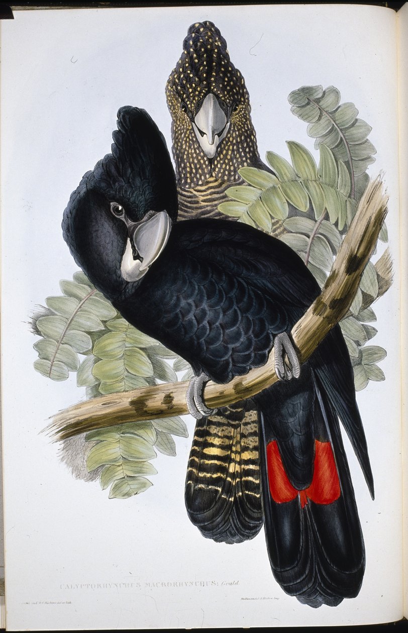 Nagy csőrű fekete kakadu (Calyptorhynchus Macrorhynchus) (kézzel színezett litho) alkotó: John (after) Gould