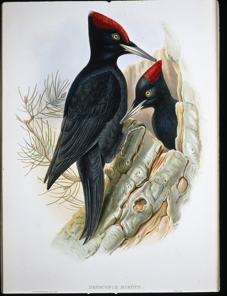 Fekete harkály (Dryocopus Martius) (kézzel színezett litho) alkotó: John (after) Gould