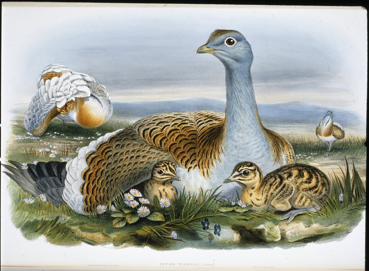 Túzok (Otis Tarda) (kézzel színezett litó) alkotó: John (after) Gould