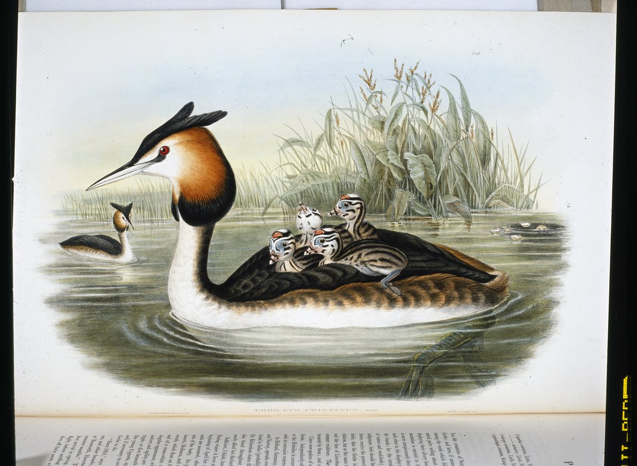 Tarajos vöcsök (Podiceps Cristatus) (kézzel színezett litó) alkotó: John (after) Gould