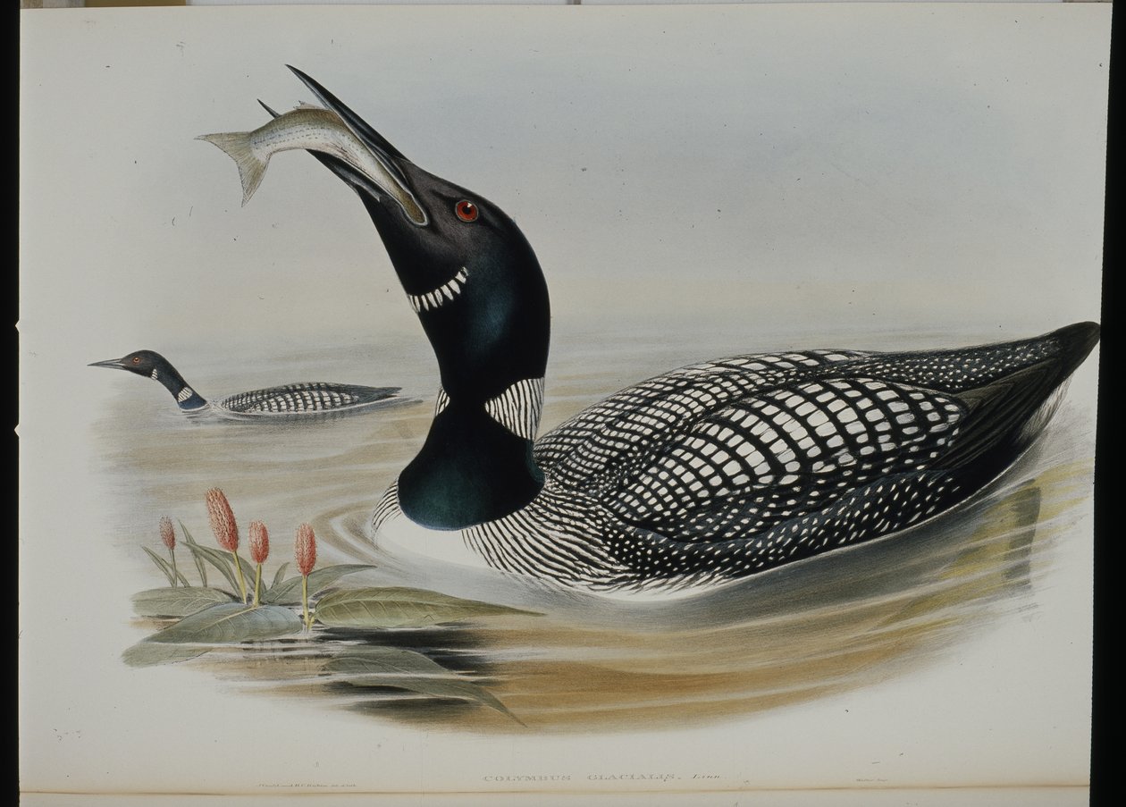 Északi búvár (Colymbus Glacialis) (kézi színezésű litográfia) alkotó: John (after) Gould