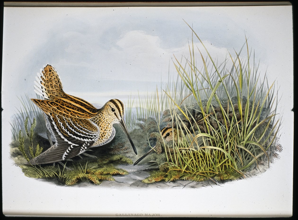 Nagy szalonka (Gallinaco Major) (kézzel színezett litho) alkotó: John (after) Gould