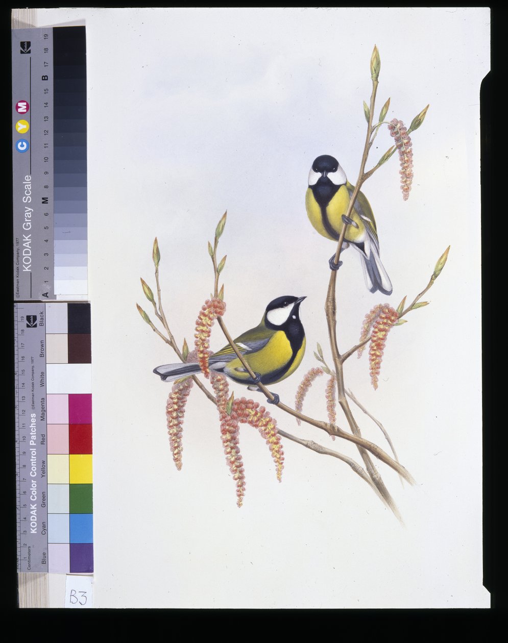 széncinege (Parus Major) (kézzel színezett litó) alkotó: John (after) Gould