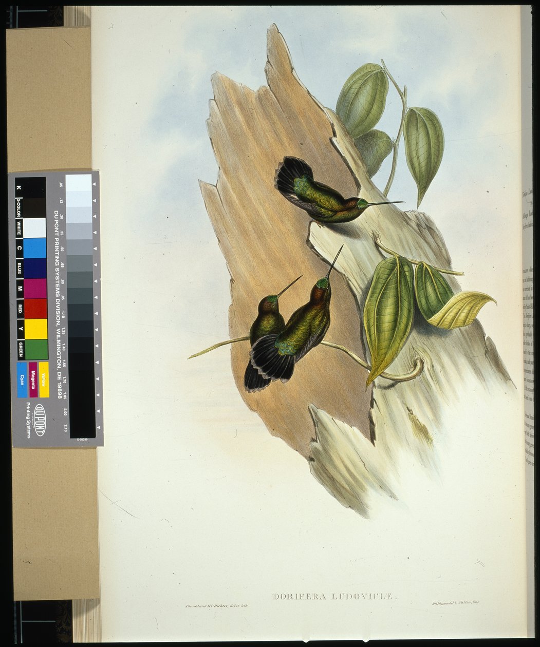 Zöldhomlokú lándzsacsőrű (dorifera ludoviciae) (kézzel színezett litho) alkotó: John (after) Gould