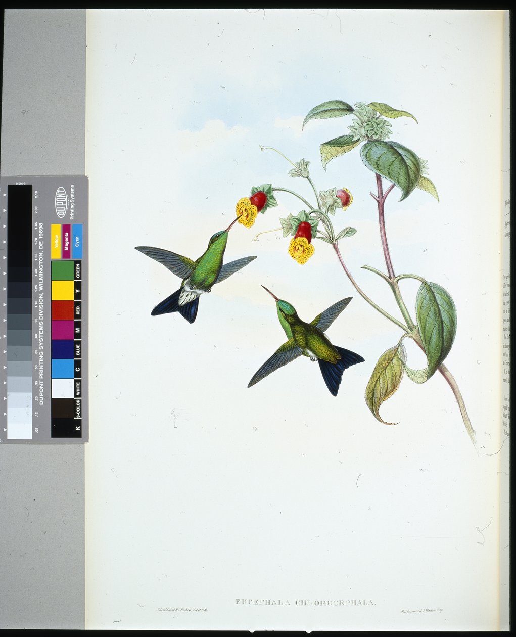 Zöldfejű zafír (eucephala chlorocephela) (kézzel színezett litho) alkotó: John (after) Gould