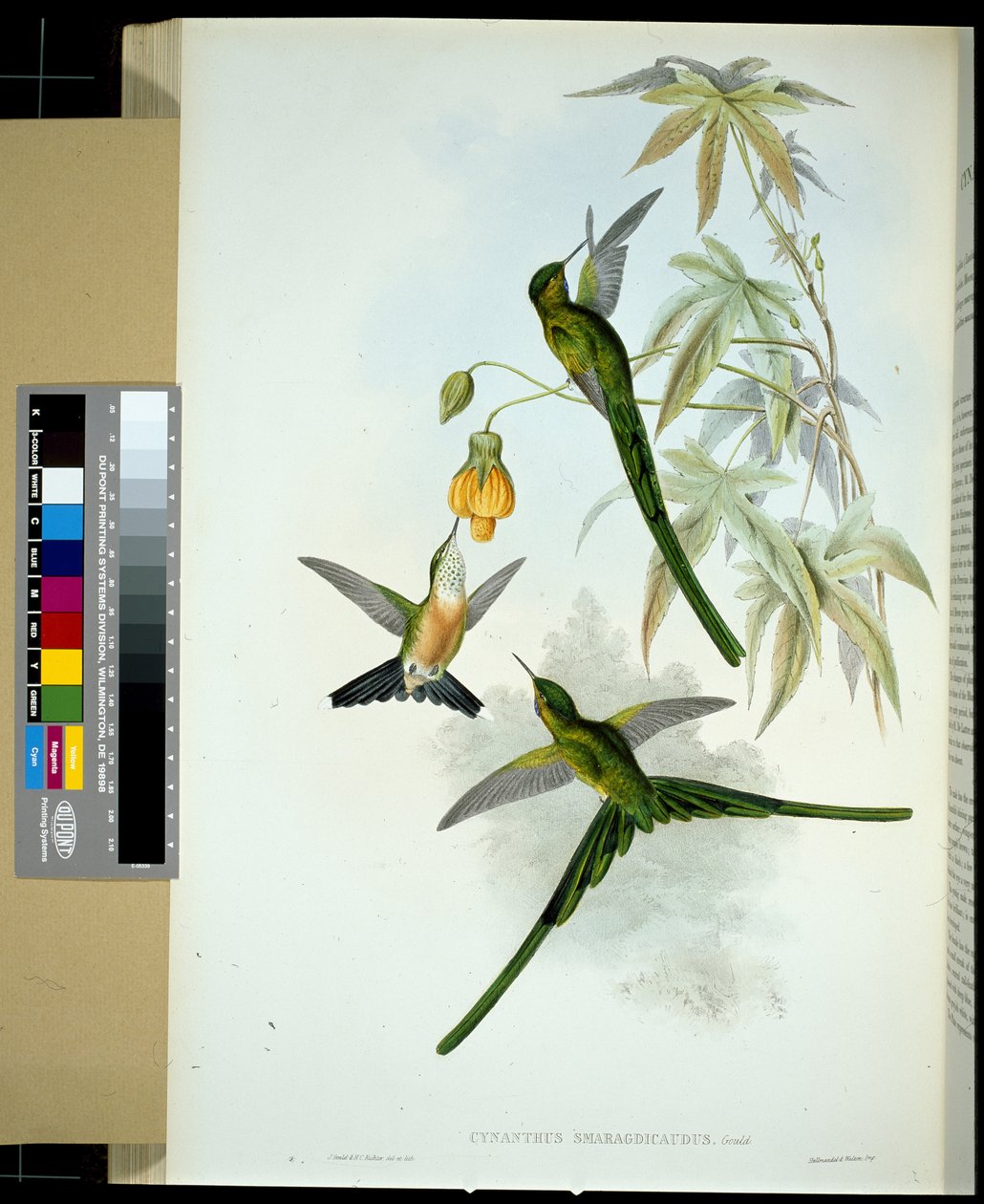 Zöldfarkú szilf (cynanthus smaragdicaudus) (kézzel színezett litho) alkotó: John (after) Gould
