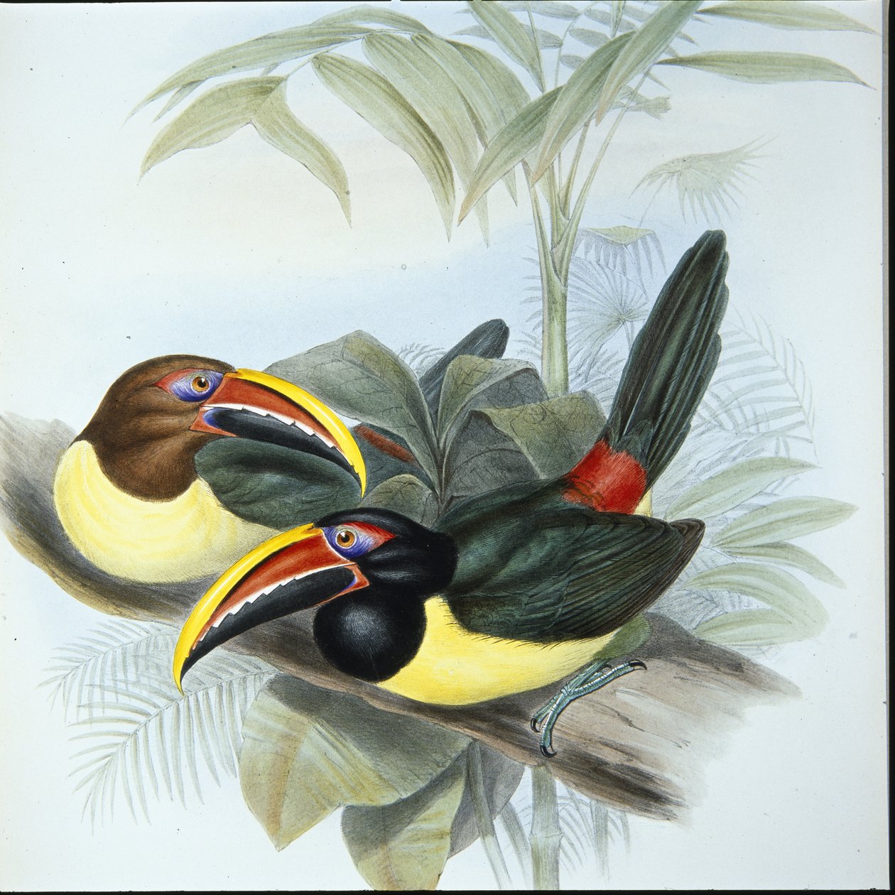 Zöld aracari (Pteroglossus Viridis) (kézi színezésű litográfia) alkotó: John (after) Gould