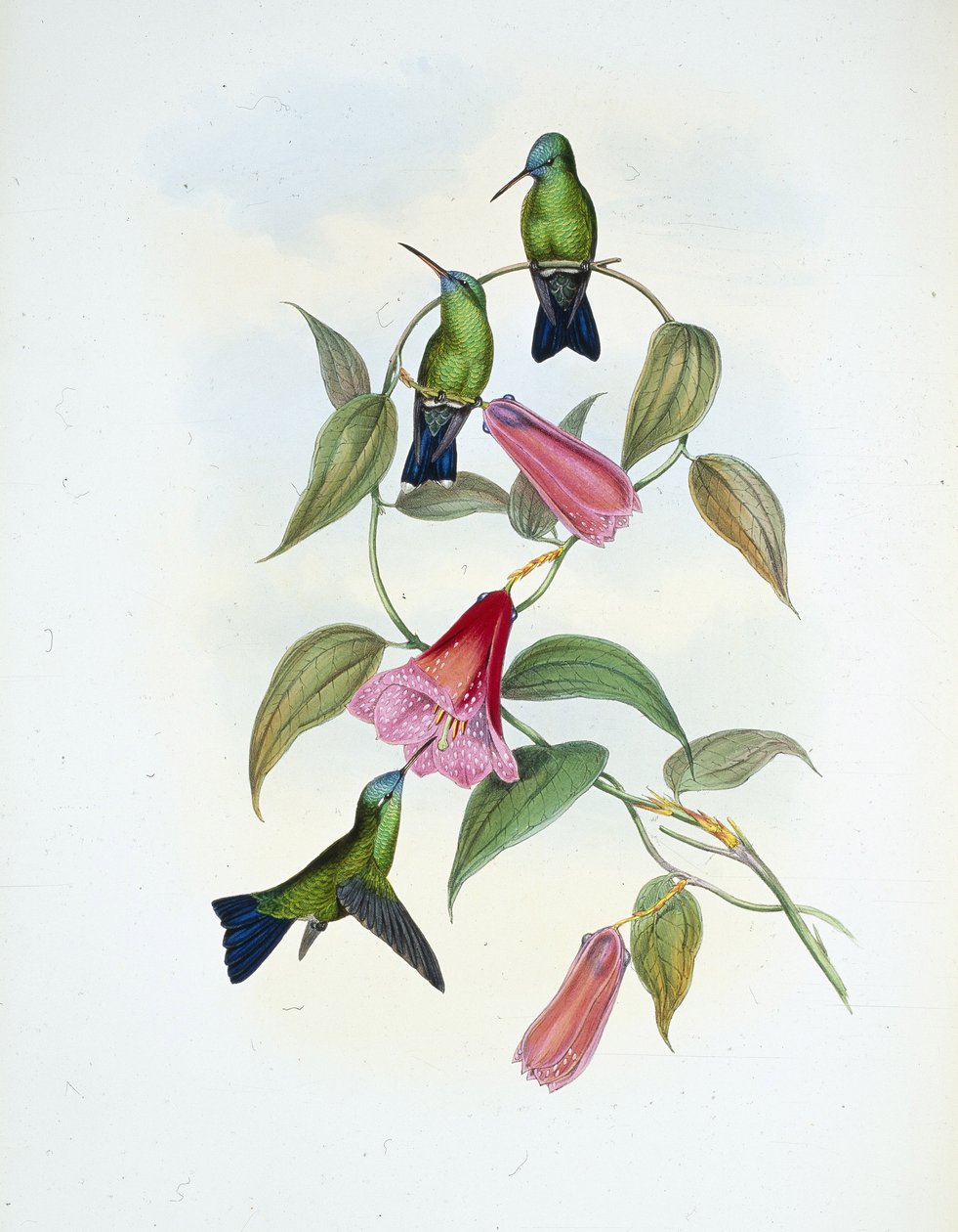 Zöld és kék zafír (eucephala smaragdocaerulea) (kézzel színezett litho) alkotó: John (after) Gould