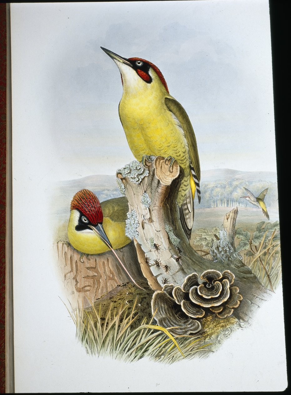 Zöld harkály (Gecinus Viridis) (kézzel színezett litho) alkotó: John (after) Gould