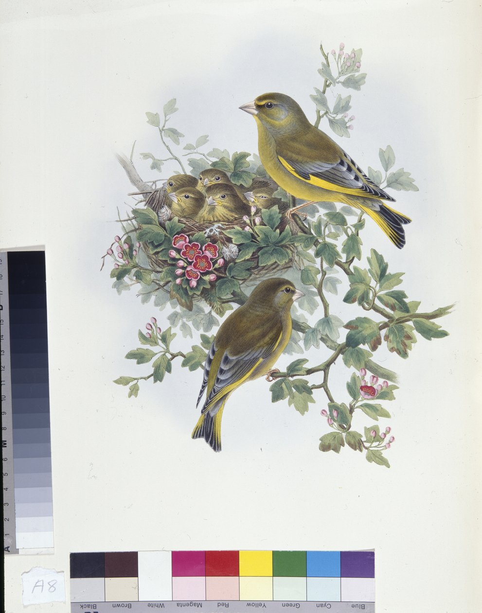 Zöldpinty (Ligurinus chloris) (kézzel színezett litho) alkotó: John (after) Gould