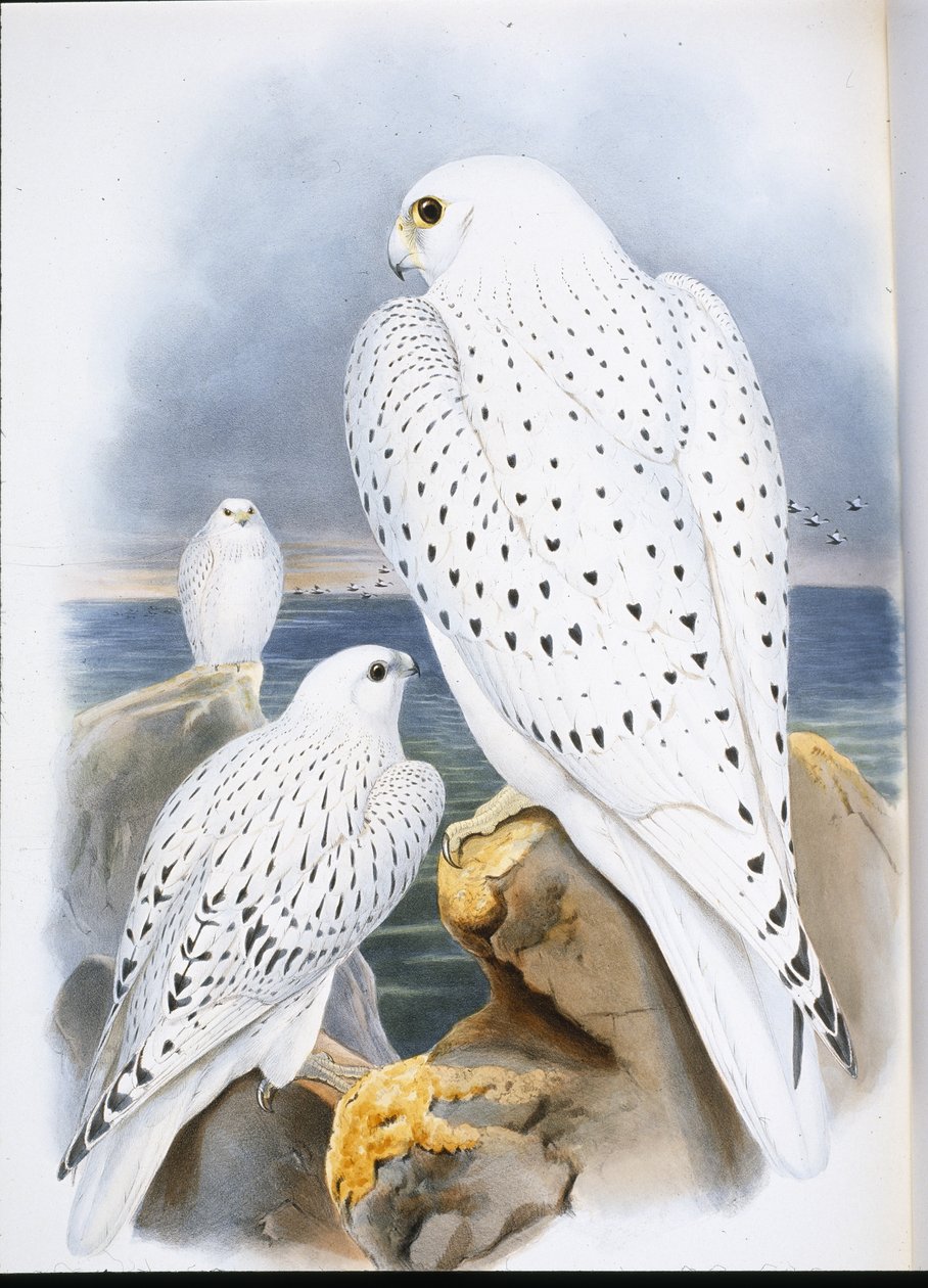 Grönlandi sólyom (Falco Candicans) (kézzel színezett litho) alkotó: John (after) Gould