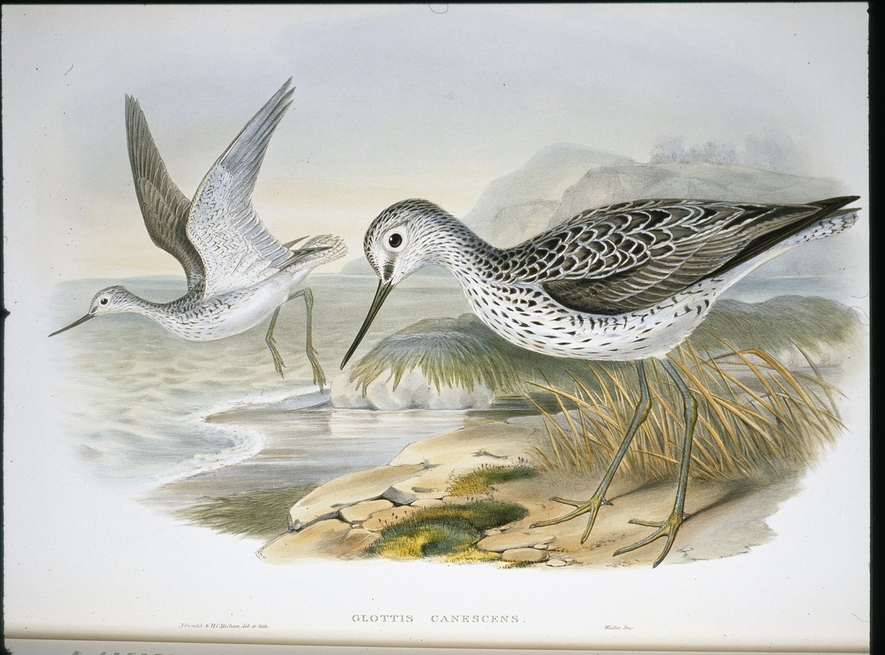 Zöldszár (Glottis Canescens) (kézzel színezett litho) alkotó: John (after) Gould
