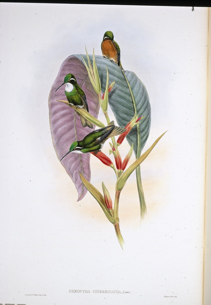 Szürkefarkú kolibri (Oreopyra Cinerea Cauda) (kézzel színezett litho) alkotó: John (after) Gould