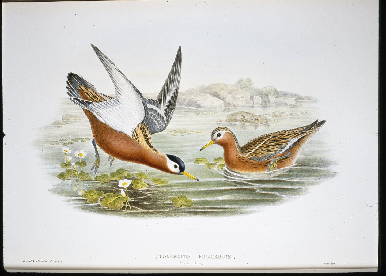 Szürke Phalaropus (Phalaropus Fulicarius) (kézzel színezett litho) alkotó: John (after) Gould