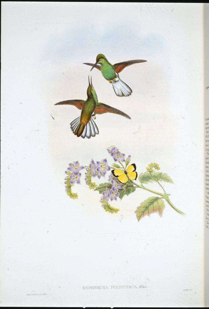 Szürke csíkfarok (Eupherusa Poliocerca) (kézzel színezett litho) alkotó: John (after) Gould