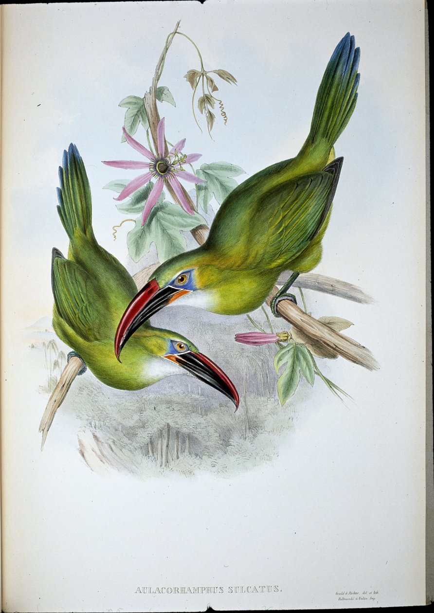 Groove-Bill Toucan (Aulacorhamphus Sulcatus) (kézzel színezett litho) alkotó: John (after) Gould